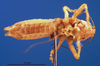 CollectionObject 1502055; 86106bf5-d01a-42d1-a33f-49b01a7f9b03: male, ventral view (paratype). (CollectionObject).