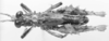 CollectionObject 1524865; 4003504b-c814-44e8-9574-2fa34cf485a1: male, dorsal view (holotype of Nicarchus enyalius). (CollectionObject).
