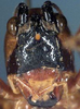 CollectionObject 1532957; 65a239ff-d418-49e0-a07c-4e7be6069372: female face (paratype). (CollectionObject).