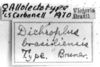 CollectionObject 1521541; f4570d06-e285-45c0-8cc2-fc60a170dd1e: Image Carbonell, C.S. labels (lectoallotype of Dichroplus brasiliensis). (CollectionObject).