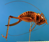 CollectionObject 1502478; 532e8bd0-eb58-4203-870a-03b211844515: female, right lateral view (paratype). (CollectionObject).