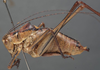 CollectionObject 1505916; 3beb9706-8dcf-40dd-b1c2-761287c1cc04: male, lateral view (holotype). (CollectionObject).