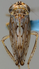 Habitus, dorsal view on Discolopeus triacaenus Stiller, 2019: Habitus, male, dorsal view (holotype). (Observation).