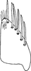 Subgenital plate: !! display not done !! on Maiestas illustris Distant, 1917: Subgenital plate. (Observation).