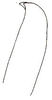 Jimenezia elegans Bolívar, 1881: male cercus. (Otu).