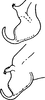 Anal tube processes on Distantasca tiaca (Dworakowska, 1994): Anal tube process. (Observation).