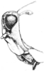 Neotettix femoratus (Scudder, 1869): Fig. 95. female, head, lateral view. (Otu).