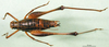 CollectionObject 1500377; b2c3c21d-031f-410d-a147-6c219f846c6c: male, dorsal view (syntype). (CollectionObject).