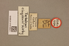 CollectionObject 1519000; 377a798a-8846-4b72-b717-db56cf4e46e8, NHMUK015105211: labels (holotype of Zeylonacris cingalensis). (CollectionObject).