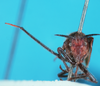 Head: !! display not done !! on Mina aliena Walker, 1858: (Observation).