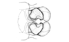 Urubamba aptera Bruner, 1913: Fig. 16. aedeagus, caudal view. (Otu).