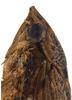 Head on Coarctana striata Domahovski & Cavichioli, 2023: Male holotype [DZUP]: head, pronotum and mesonotum, lateral view. (Observation).