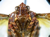 Head on Chilobia flora Audibert & Porion, 2016: (Observation).