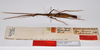 CollectionObject 1562360; 463f0e28-4293-438a-9c9f-c906cc637a38: copyright ZMHB, Berlin. female, lateral view of synonym Xeropsis sicca (syntype). (CollectionObject).;CollectionObject 1562361; 41094e48-deb4-4549-bb32-9bfe1b7785cf: copyright ZMHB, Berlin. female, lateral view of synonym Xeropsis sicca (syntype). (CollectionObject).