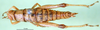 CollectionObject 1500944; 868f08be-b69d-4e3e-8fd5-9584caa2a782: female, dorsal view (syntype of Symbellia stigmatica). (CollectionObject).