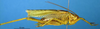 CollectionObject 1521378; 81f81e06-dd89-4e88-9321-14fe85fe7fda: male, lateral view (holotype). (CollectionObject).