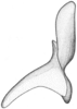 Stylus: !! display not done !! on Driotura gammaroides (Van Duzee, 1894): from USA, Illinois; dorsal view. (Observation).
