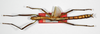 CollectionObject 1563531; 721f3aeb-3bd1-4676-92b6-58c3ddf65288: copyright ZMB, Berlin. male (paratype). (CollectionObject).;CollectionObject 1563532; c4d71e26-ca3d-4e5a-9f3f-9e11b3c16dd5: copyright ZMB, Berlin. male (paratype). (CollectionObject).