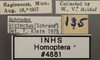 Other: !! display not done !! on Aphrodes bicincta (Schrank, 1776): Labels. (Observation).