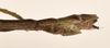 CollectionObject 1560538; 4b044015-c34f-4d17-a01d-a66c7f2b4151: copyright OUMNH. male: end of abdomen, dorsal view (holotype). (CollectionObject).