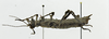 CollectionObject 1563904; cb9fc687-7ac0-47a6-b19f-49afeb5cdc67: Copyright Instituto de Ciencias Naturales (ICN). female, lateral view (paratype). (CollectionObject).