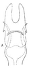 Aedeagus, ventral view: !! display not done !! on Cortona minuta Oman, 1938: Aedeagus, ventral view. (Observation).
