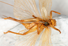 CollectionObject 1474980; e7c48550-8a08-4156-be09-8b3b23a7a429: female, ventral view (holotype). (CollectionObject).