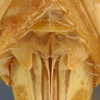 Sternite VII (female) on Rugosana rugosa (Spångberg, 1878): (Observation).