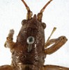 CollectionObject 1530617; de883d89-73fd-421a-b272-4b246b28f80b: female pronotum, dorsal view (syntype of Anthracites kilimandjaricus). (CollectionObject).