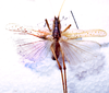 CollectionObject 1532828; NMW 7872, a111c179-d220-4e4e-b2a7-978fbe0208da: male, dorsal view. (CollectionObject).