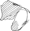Pygofer, lateral view on Cassianeura aurea Dworakowska, 1980: Pygofer, lateral view. (Observation).