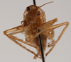 CollectionObject 1534525; a90e162f-bf3d-454b-a844-79aa191b5b31: female, frontal view (holotype). (CollectionObject).