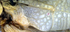 Mustius superbus Sjöstedt, 1902: male, base of right tegmen (paratype?). (Otu).