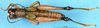 CollectionObject 1575535; 4c91dff4-63d0-433c-9df6-3b320287f1b7, DORSA D006AM01: male, dorsal view (syntype). (CollectionObject).