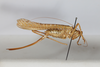 CollectionObject 1505902; dc81cfb3-7470-4947-9e55-0cfebf6205ae: female, lateral view (holotype). (CollectionObject).