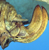 CollectionObject 1476271; ef92ebe9-38b6-448b-8b20-f2868ae6065d: female ovipositor (syntype). (CollectionObject).