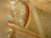 Lunidia viridis Hemp, 2010: male, stridulatory file. (Otu).