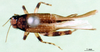 CollectionObject 1501911; 08943a87-285a-4452-89de-35789100f1c6: female, dorsal view. (CollectionObject).