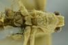 CollectionObject 1532142; 75202f9b-f5fa-4cfb-a1aa-6a67a6494ef7: male head and thorax, ventral view (syntype). (CollectionObject).