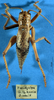 CollectionObject 1520548; 7295936e-9c77-4567-90fa-01f429bf9577: male, dorsal view. (CollectionObject).