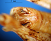 CollectionObject 1501661; e37b34d5-fc23-421a-82c4-fdfecb424a82: male, epiproct (syntype). (CollectionObject).
