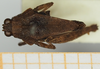 CollectionObject 1575736; 9e878cbf-1809-4b8c-913f-8c37f996ba1c, NHMUK10924461: male, dorsal view (syntype). (CollectionObject).