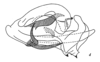 Aedeagus, lateral view on Caravellita saccibuccis (Emeljanov, 2007): (Observation).