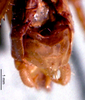 CollectionObject 1503153; 6bb3b445-2e76-4669-8f0d-43e1799151b6: male subgenital plate (holotype). (CollectionObject).