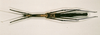 CollectionObject 1562125; b83a43eb-5ad1-4854-ac72-62ae58a3d1eb: copyright NHRS, Stockholm. female (holotype). (CollectionObject).