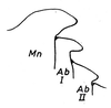 Crypsicerus cubicus Saussure, 1888: Fig. 7 (Mn metanotum, Ab abdominal segments). female, metathoracic projection, lateral view. (Otu).