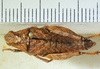 CollectionObject 1498698; e635f42f-e230-4b9e-b777-9f05fe07814c: female, dorsal view. (CollectionObject).