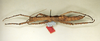 CollectionObject 1560255; 1711f425-df89-41bf-b90e-386e416a2255: copyright Oliver Zompro. female (holotype). (CollectionObject).