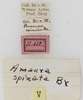 labels. Depicts CollectionObject 1564296; NMW 12.425, cf3dab12-a3a1-4c29-a07f-30be634a0840, a CollectionObject.