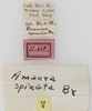 CollectionObject 1564296; NMW 12.425, cf3dab12-a3a1-4c29-a07f-30be634a0840: labels. (CollectionObject).